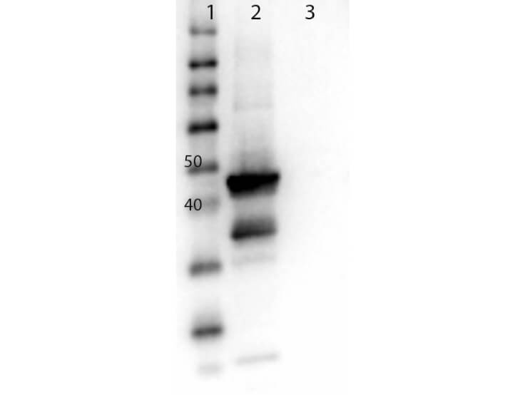 WB - Anti-MEK1 (RABBIT) Antibody ASR5555